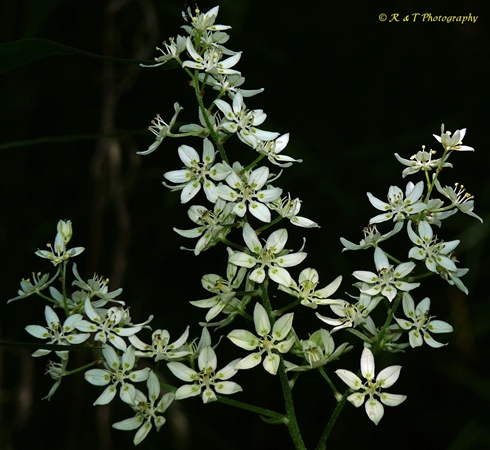 {Melanthium virginicum}